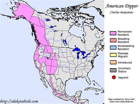 American Dipper - Species Range Map