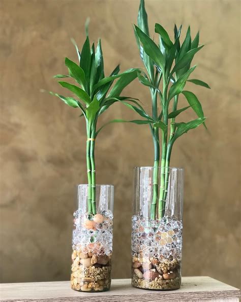 Casa Flora Tulipa on Instagram: "Bambu da sorte! Um clássico! Lindo e resistente! Vaso P 💚 109 ...