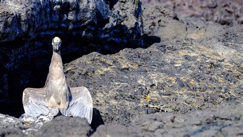 Santiago Island Galapagos - Travel Guide, Wildlife, Highlights, Tips & More