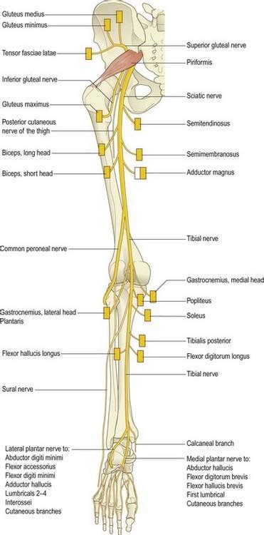 Lumbar Plexus and Sacral Plexus | Neupsy Key