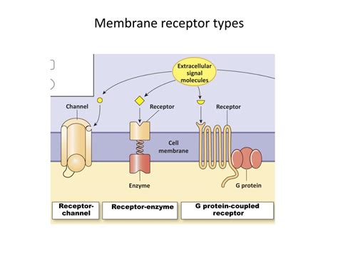 PPT - Membrane receptor types PowerPoint Presentation, free download - ID:2143661