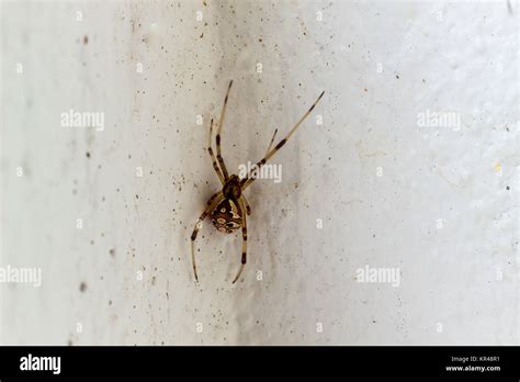 The Brown Widow spider egg Stock Photo - Alamy