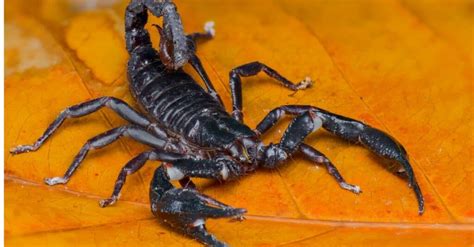 Camel Spider vs Scorpion: What Are the Differences? - IMP WORLD