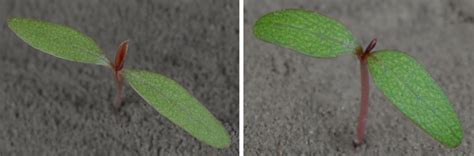 Waterhemp Control and Seedling Identification | OSU Extension Brown County