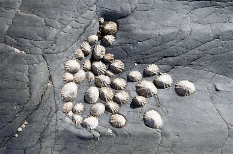 Common limpets - Stock Image - Z475/0203 - Science Photo Library