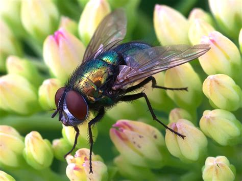 Common Green Bottle Fly by jsz on DeviantArt