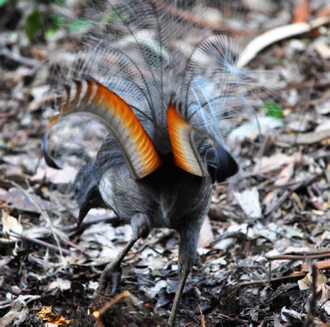 Superb Lyrebird | Project Noah