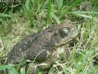 Toad GIFs - Find & Share on GIPHY