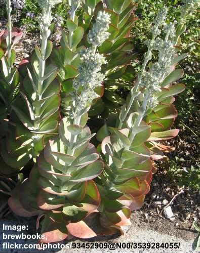 Paddle Plant (Flapjack Succulent): Care and Growing Guide (Pictures)