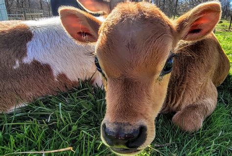 Cow Cuddling at Mary's Land Farm: Cute Farm Animals Carry Away Our Stress - MidAtlantic Daytrips