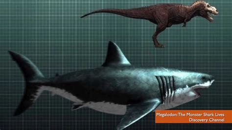 Shark Week Fans Angry Over Fake 'Megalodon' Documentary - YouTube