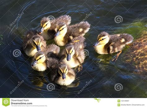 A Group of Mallard Ducklings Swimming Close Together Stock Image ...