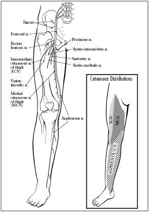 Femoral Nerve