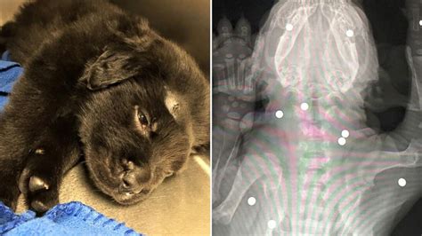 6-Week-Old Puppy Shot With 18 BB Gun Pellets Now Making 'Miraculous' Recovery - ABC News