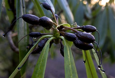 Rhododendron seeds in January rain | Paul Sorensen | Flickr