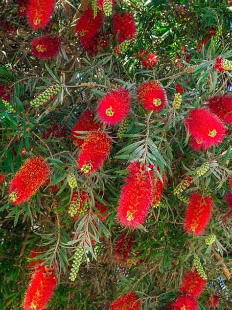 10 Stunning Red Flowering Shrubs - Garden Lovers Club | Flowering shrubs, Tree with red flowers ...