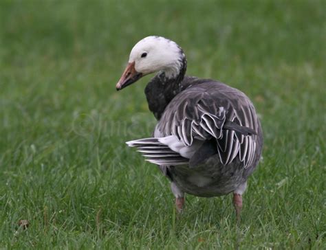 Blue Morph Snow Goose Archives - Window to Wildlife - Photography by Jim Edlhuber