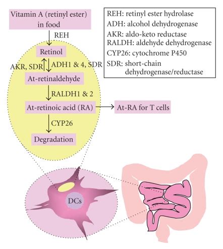 Retinol Retinal Retinoic Acid