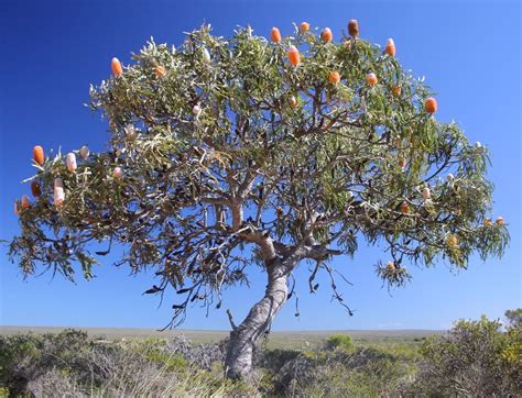 Banksia prionotes, commonly known as Acorn Banksia or Orange Banksia, is a species of shrub or ...