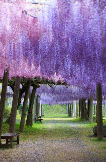 Wonderful Wisteria Wedding Ideas ~ Oh My Veil