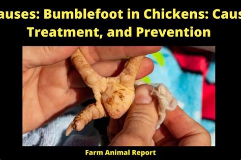 9 Causes: Bumblefoot In Chickens | Bumblefoot Removal | Causes, Treatment, And Prevention