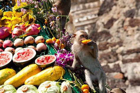 Lopburi To Host 'Monkey Buffet Festival' On 29th November