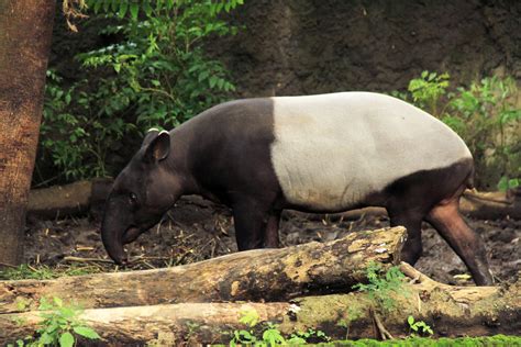 Fun Facts Malayan Tapir - Taman Safari Bali