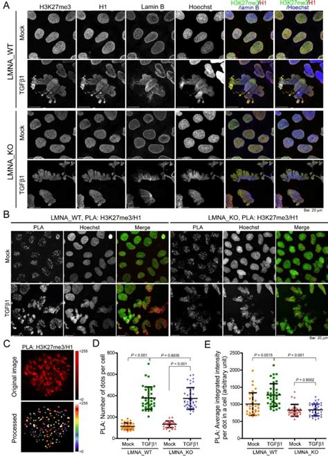 Depletion of LMNA reduced clustering of H3K27me3 and histone H1. (A ...