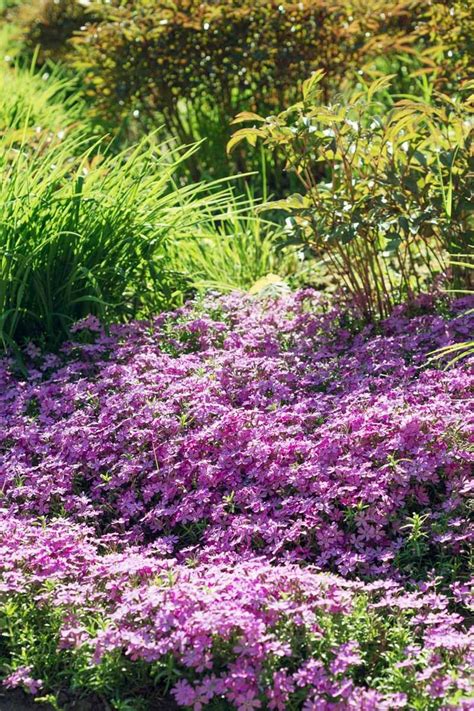 Wie wachsen und pflegen Sie Creeping Phlox, #creeping #pflegen #phlox #wachsen | Creeping phlox ...