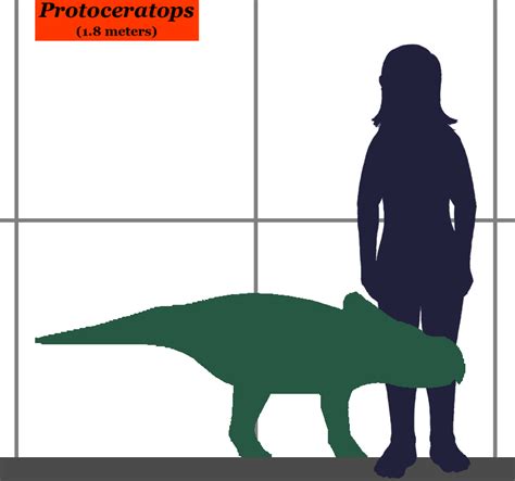 Image - Protoceratops-human size.jpg | Dinopedia | FANDOM powered by Wikia