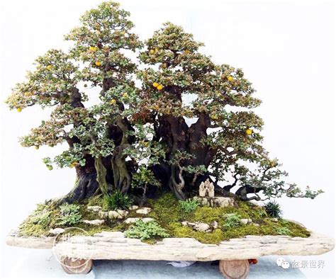 Mostly Penjing | Bonsai styles, Bonsai forest, Bonsai garden