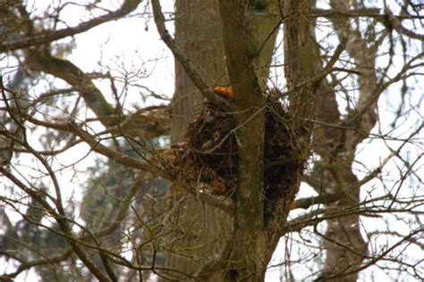 Why Do I Have Squirrel Nests In My Yard? - Varment Guard Wildlife Services