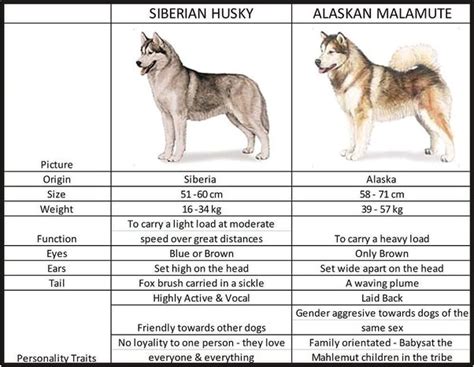 Are Alaskan Malamutes And Huskies The Same