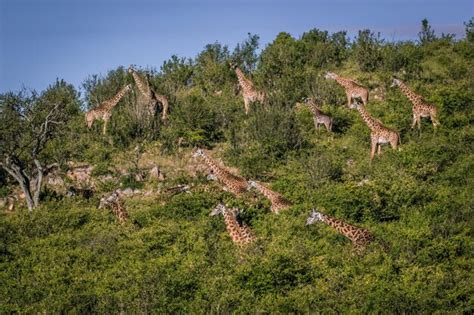 Premium Photo | Baby giraffe in african savanna