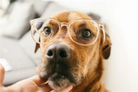 Nuclear Sclerosis in Dogs: Could Your Dog Wear Reading Glasses? - Dr ...