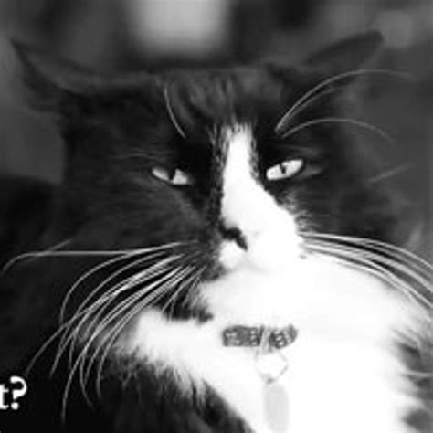 The Existentialist Despair of Henri the Cat - Love Meow