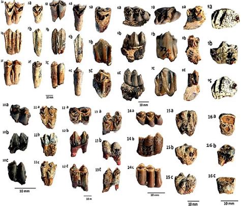 New Fossil Remains of Artiodactyla from Dhok Pathan Formation, Middle ...