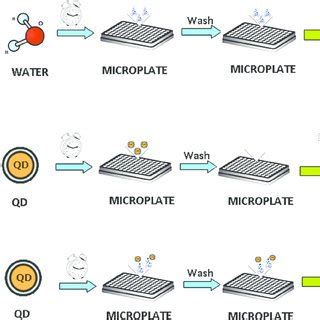 Experimental procedure used in the fluorescence plate reader method for... | Download Scientific ...