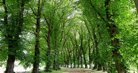 Afforestation: Nigeria to plant 300 millon trees in 2020 -- Official