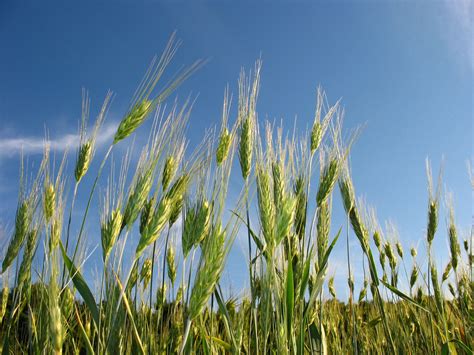 The Different Types of Hay for Horses – What is the Best Hay for Horses?