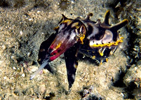 Dive Kapalai, Kapalai Island Diving Overview