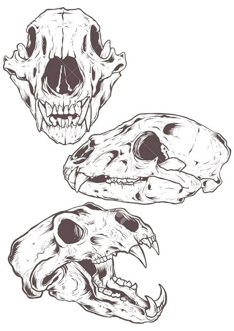 #illustration #skulls #vector #bear #ad Bear Skulls vector illustration ...