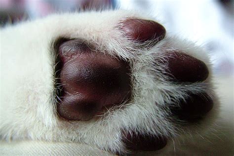 What cat breed went into my cat? Look at their paws.