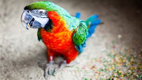 Funny Parrots Talking Like Humans – Seriously Hilarious! – 1Funny.com