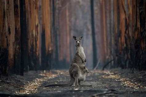 Why rescuing the climate and saving biodiversity go hand in hand | New ...