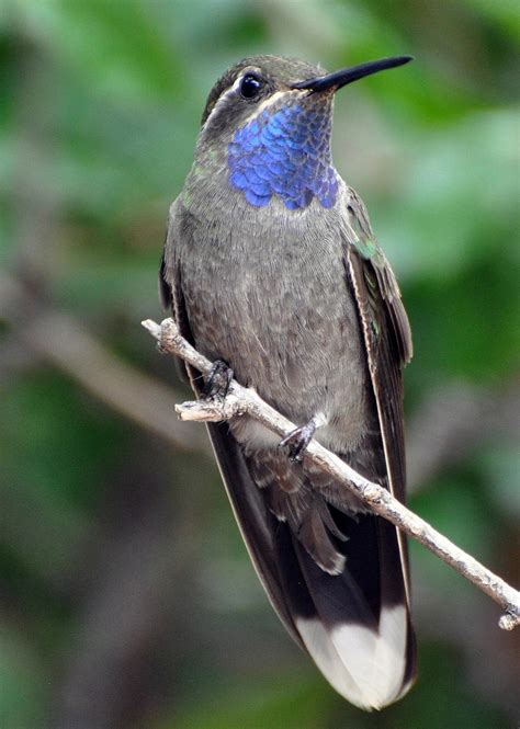 Wezil Walraven Bird Tours: Hummingbirds and Autumn