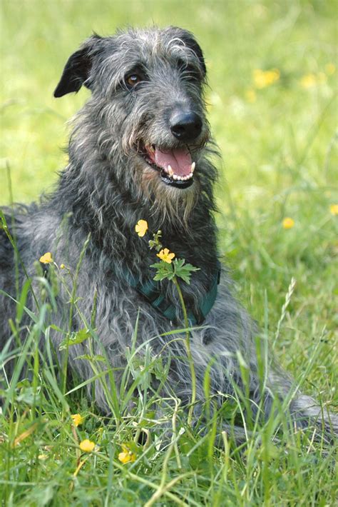 Scottish Deerhound Breeders in the USA with Puppies for Sale | PuppyHero