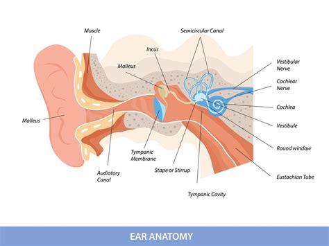 Human ear structure anatomical diagram 11351807 Vector Art at Vecteezy