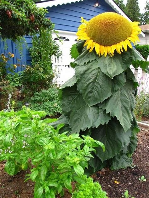 12 Mongolian Giant Sunflower Seeds Up to 14 feet tall 18 | Etsy