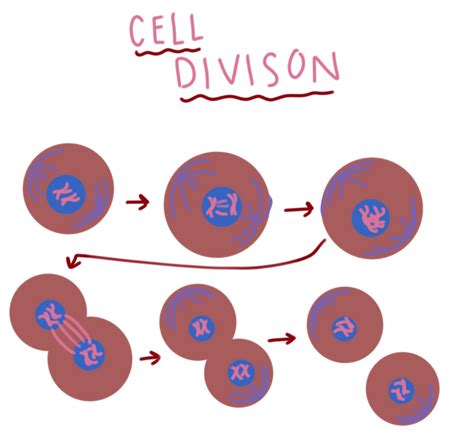 Plant and Animal Cell